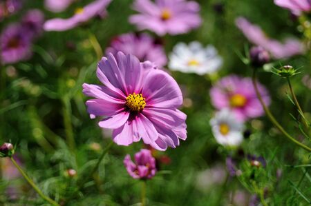 pink cosmosの写真素材