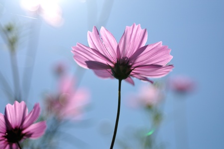 pink cosmos compared with sunlightの写真素材