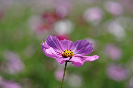 pink cosmosの写真素材