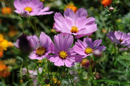 pink cosmosの写真素材