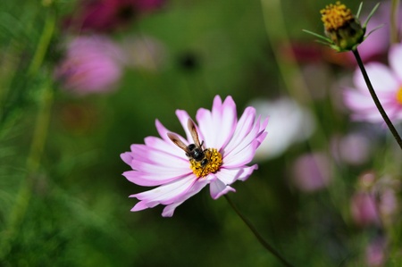 pink and white cosmos with beeの写真素材