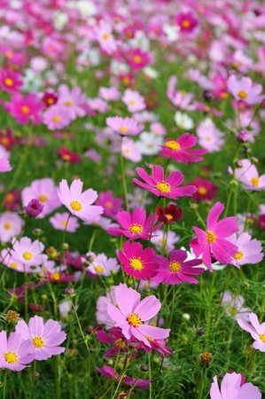 cosmos fieldの写真素材