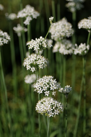 leek fieldの写真素材