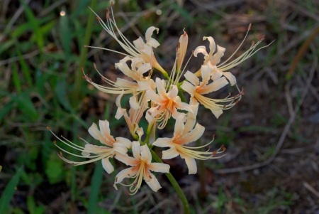 White lycoris radiata Herbの写真素材
