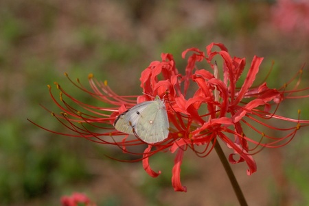 Lycoris radiata Herb and a butterflyの写真素材