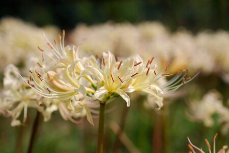 Lycoris radiata Herbの写真素材