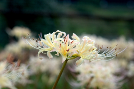 Lycoris radiata Herbの写真素材