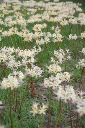 Lycoris radiata Herbの写真素材