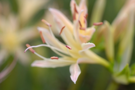 Lycoris radiata Herbの写真素材
