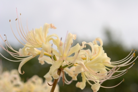 White lycorisの写真素材