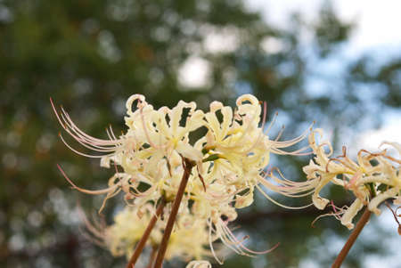 White lycorisの写真素材