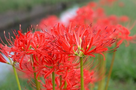Lycoris radiata Herbの写真素材