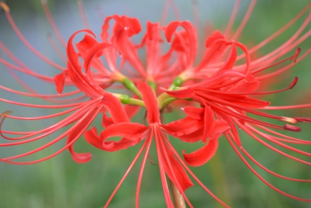 Lycoris radiata Herbの写真素材