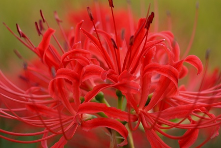 Lycoris radiata Herbの写真素材
