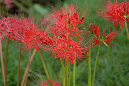 Lycoris radiata Herbの写真素材