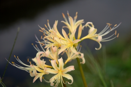 White lycoris radiata Herbの写真素材