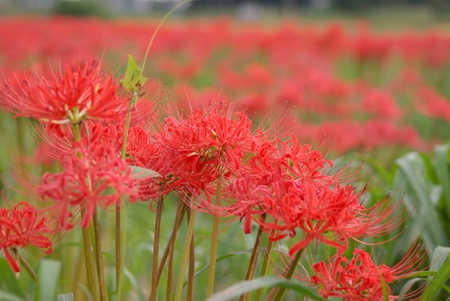 Lycoris radiata Herbの写真素材