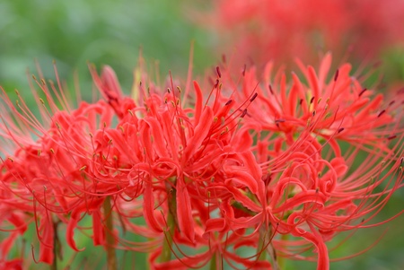 Lycoris radiata Herbの写真素材