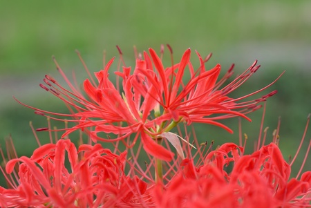 Lycoris radiata Herbの写真素材