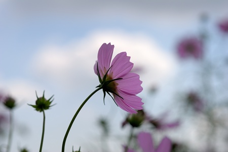 pink cosmosの写真素材