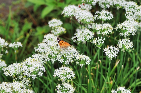leek and butterflyの写真素材