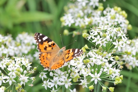 leek and butterflyの写真素材