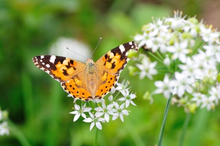 leek and butterflyの写真素材