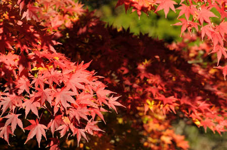 Colored maple leaves