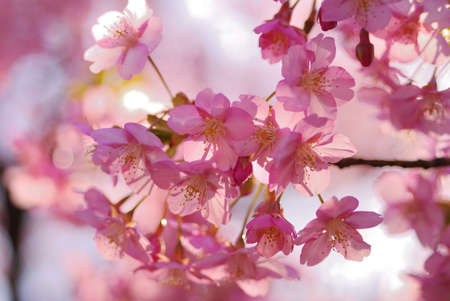 cherry blossom