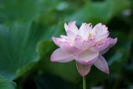 double-petaled pink lotusの写真素材
