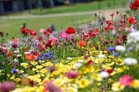 beautiful flower garden