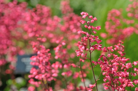 red coral bellsの写真素材