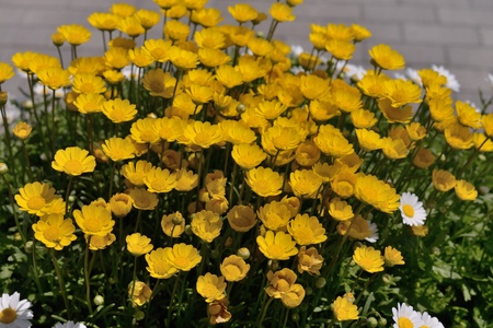 spring flower garden