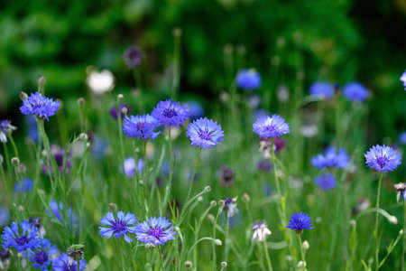 blue cornflowerの写真素材