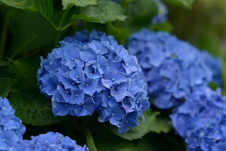 light blue hydrangeaの写真素材