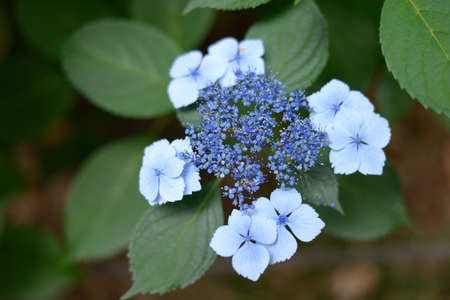 light blue hydrangeaの写真素材