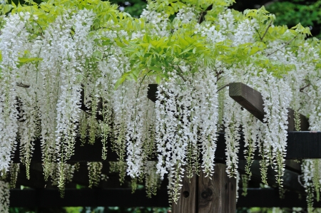 white wisteria flowersの写真素材