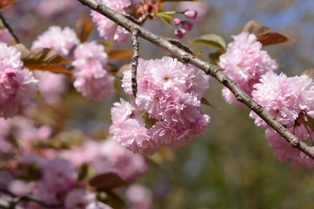 a double flowering cherry treeの写真素材