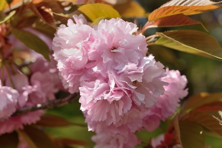 a double flowering cherry treeの写真素材