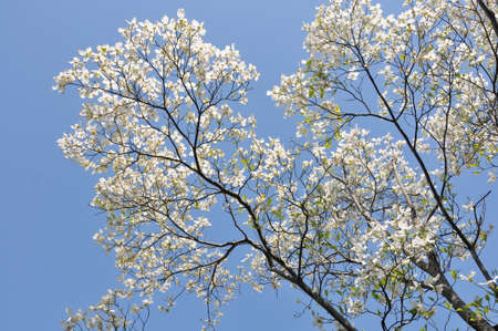 a flowering dogwoodの写真素材
