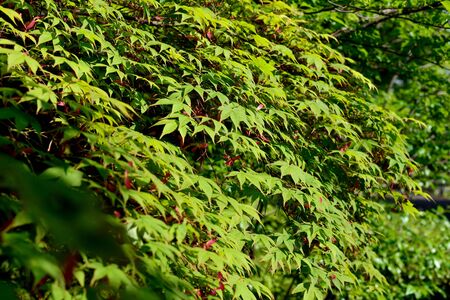 green maple leavesの写真素材