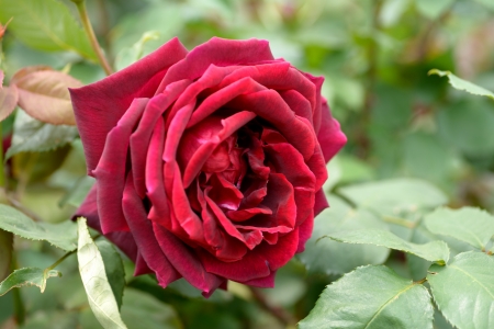 red roseの写真素材
