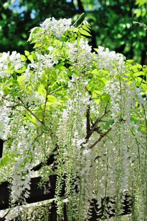 white  wisteria flowersの写真素材
