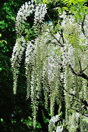 white  wisteria flowersの写真素材