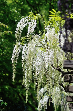 white  wisteria flowersの写真素材