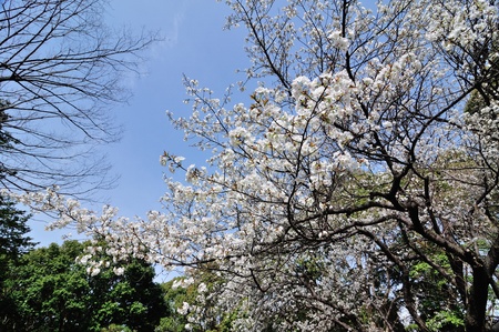 A cherry tree in full bloom  の写真素材