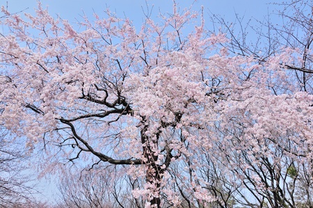 A cherry tree in full bloom  の写真素材