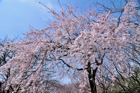 A cherry tree in full bloomの写真素材