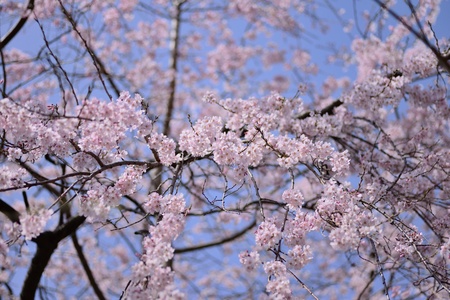 A cherry tree in full bloomの写真素材