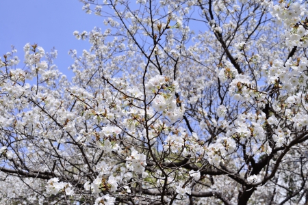 A cherry tree in full bloomの写真素材